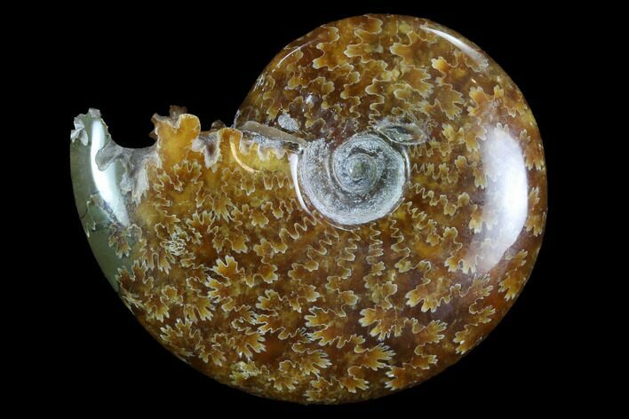 Polished, Agatized Ammonite (Cleoniceras) - Madagascar #97269
